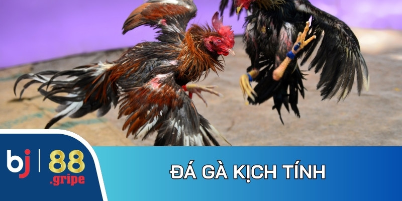 Về Chúng Tôi BJ88 - Giới Thiệu Nhà Cái Xanh Chín Top 1 4 Bộ môn đá gà trực tiếp tạo tỷ lệ thưởng cạnh tranh, minh bạch