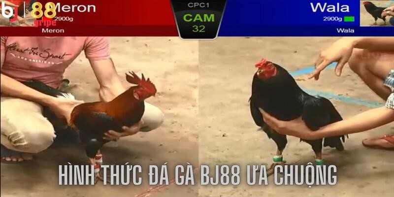 Đá Gà BJ88 - Lịch Đá Gà Trực Tuyến Cập Nhật Mỗi Ngày 2026 4 Mang đến các hình thức đa dạng, chất lượng hấp dẫn