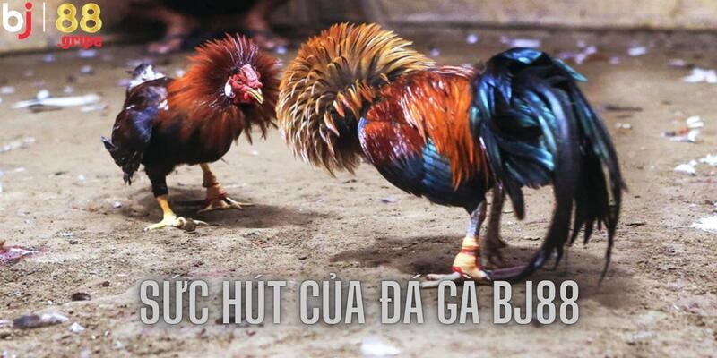 Đá Gà BJ88 - Lịch Đá Gà Trực Tuyến Cập Nhật Mỗi Ngày 2026 5 Kèo cược hấp dẫn mang tới sự kịch tính khó cưỡng