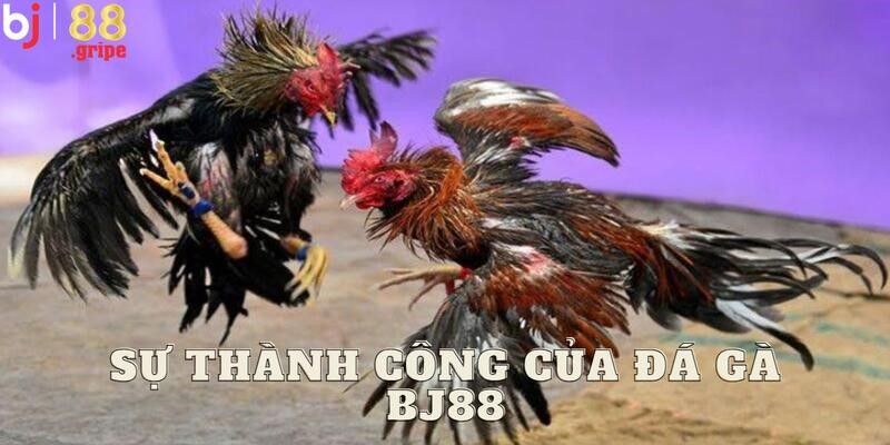 Đá Gà BJ88 - Lịch Đá Gà Trực Tuyến Cập Nhật Mỗi Ngày 2026 2 Thông tin chi tiết về sảnh đá gà BJ88 đặc biệt