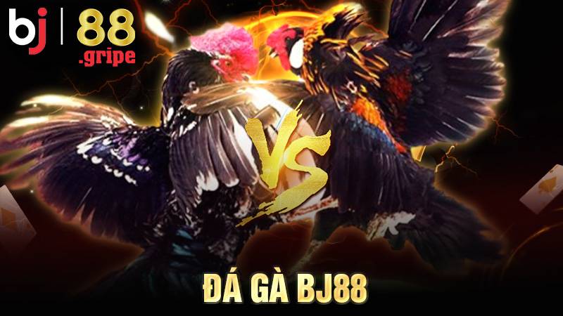 Đá Gà BJ88 - Lịch Đá Gà Trực Tuyến Cập Nhật Mỗi Ngày 2026 1 Đá gà BJ88
